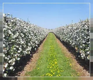 Blütenreihe Gang durch die Bütenpracht