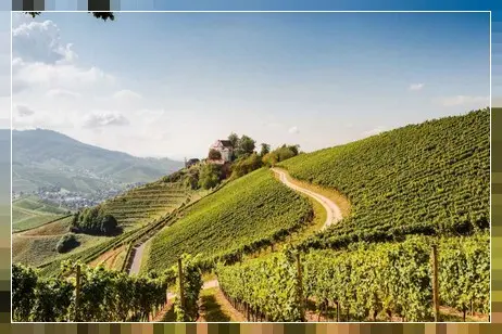 In den Reben Kurz vor der Weinlese